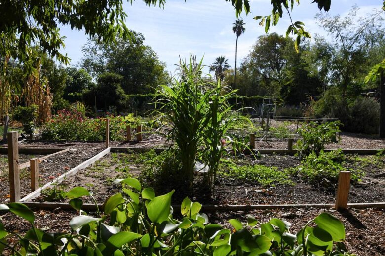 Rooted in Community: Exploring the Benefits of Shared Plots