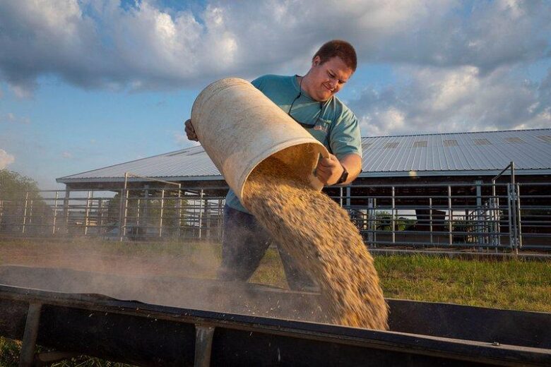 Elevated Harvest: Rooftop Farming’s Impact on Food Security